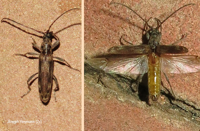 Graciliderolus parvus