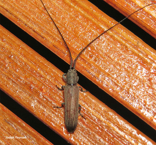 Hippopsicon species