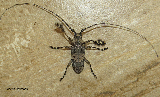 Lasiopezus nigromaculatus