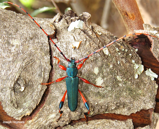 Litopus latipes