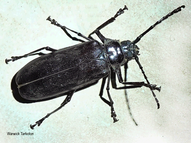 Macrotoma palmata