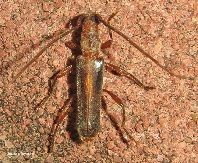 Ossibia fuscata