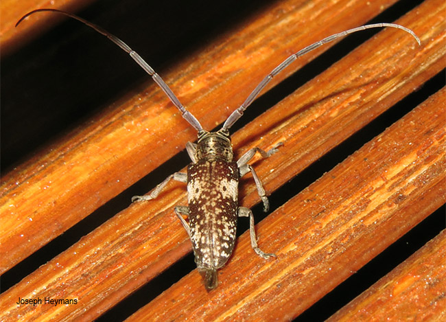 Prosopocera imbellis