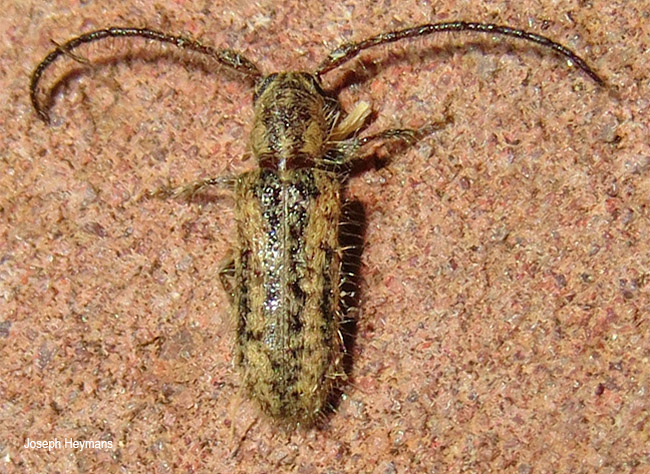 Sophronica vitticollis