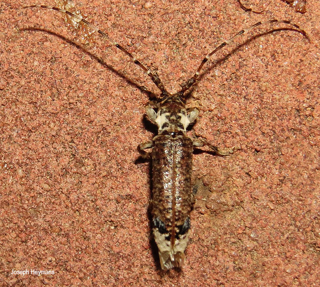 Stenidea insignis