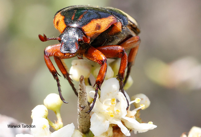 Anisorrhina flavomaculata