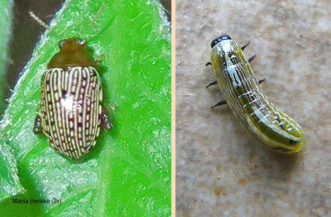 Blepharida ornata