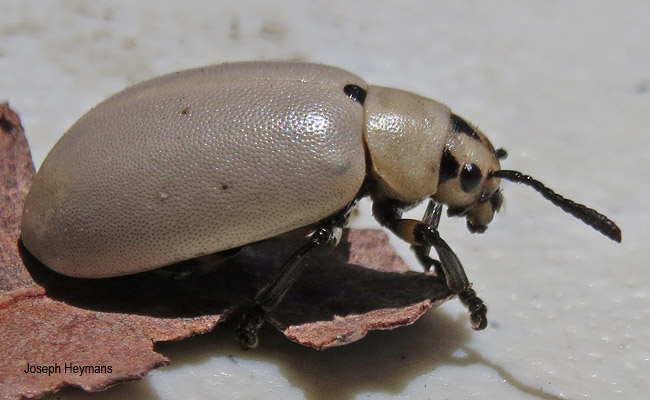 Cerochroa brachialis
