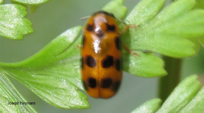 Cryptocephalinae melitonoma sp