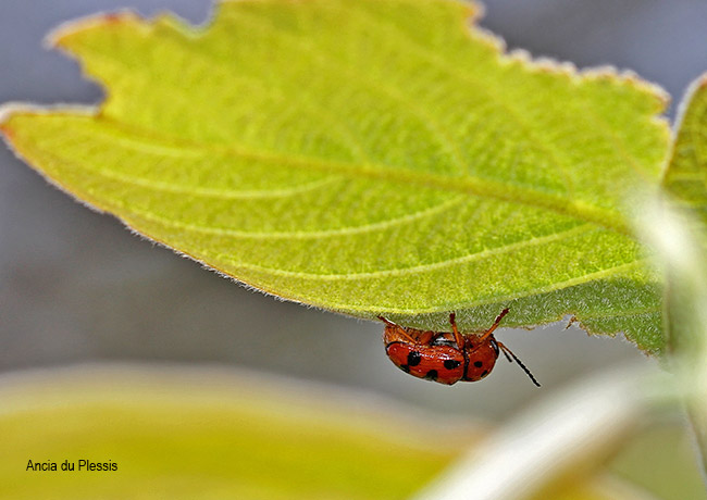 Cryptocephalus species