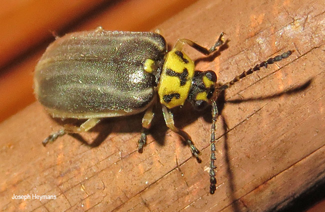 Megaleruca species