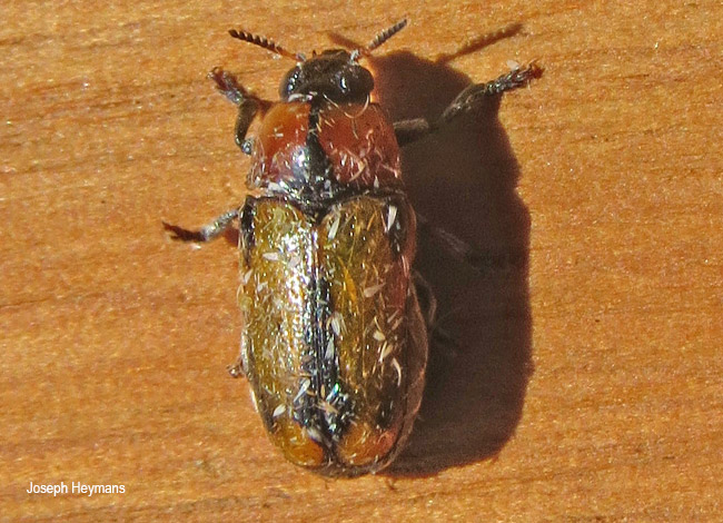 Peploptera species