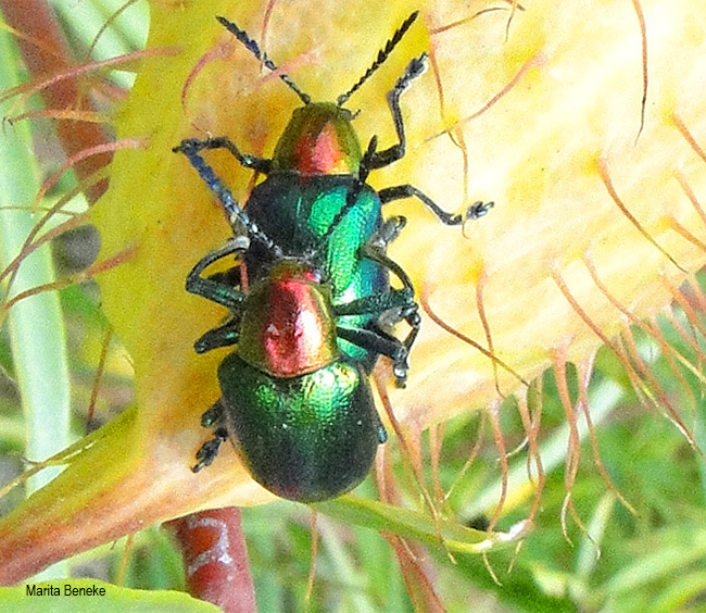Platycorynus dejeani