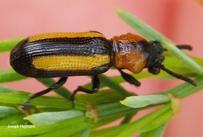 Sigrisma cylindrica