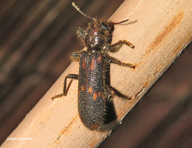 Phloiocopus ferreti