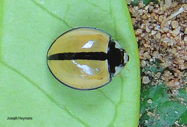 Cheilomenes propinqua