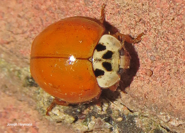 Harmonia axyridis 