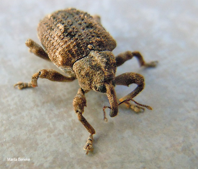 Bronchus furvus