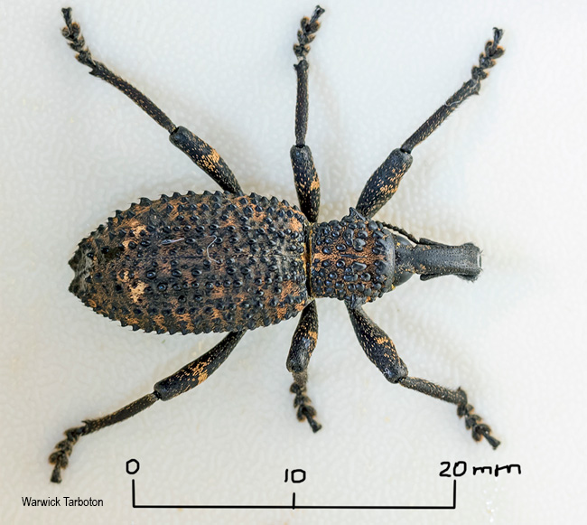 Bronchus species