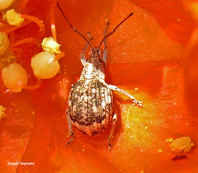 Ellimenistes laesicollis