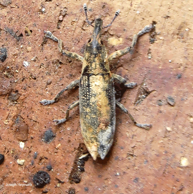 Lixus species