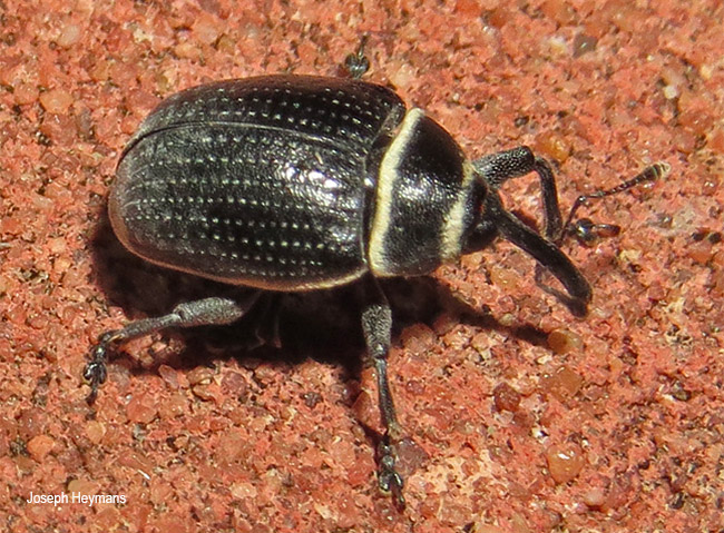 Rhyssomatus marginatus
