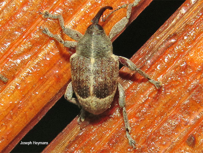 Timola species