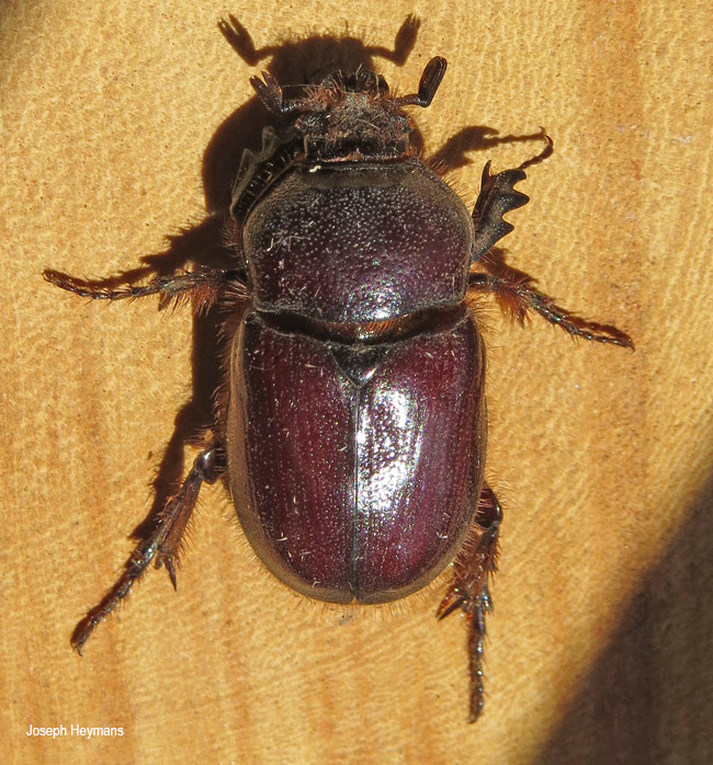 Pycnoschema species