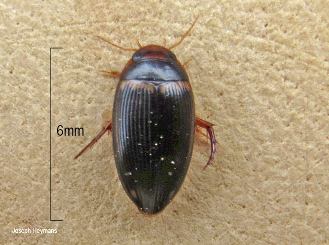 Copelatus species