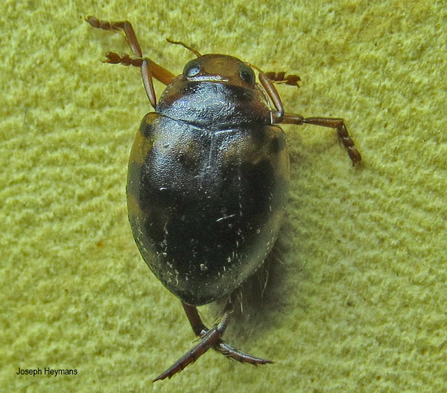Hyphydrus species