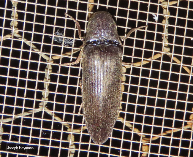 Anisomerus species