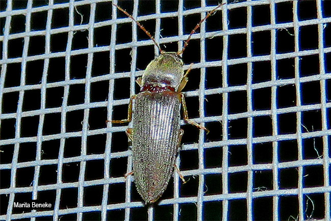 Cardiophorus species