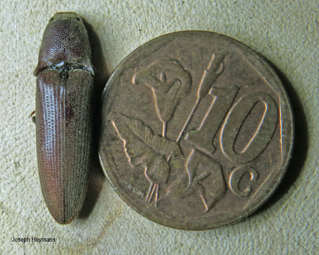 Propsephus species