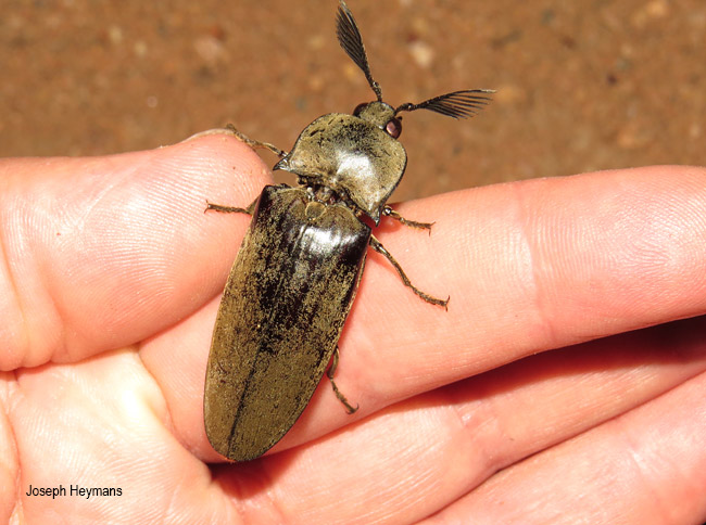 Tetralobus flabellicornis