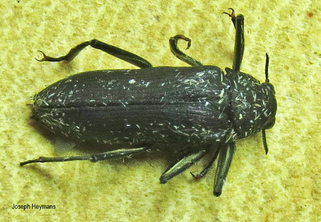 Potamodytes species