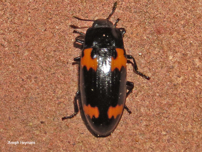 Megalodacne species