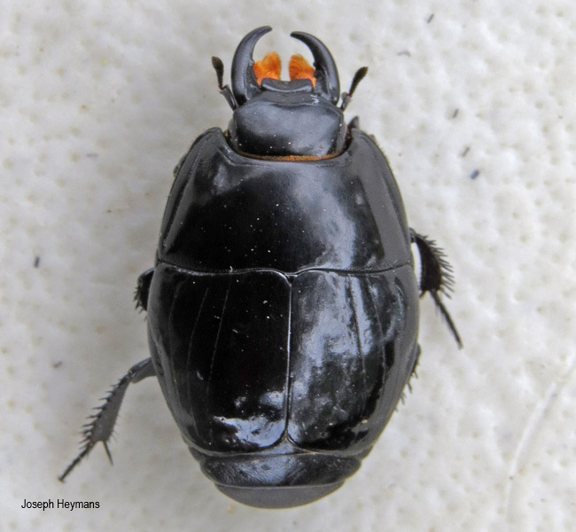 Actolinus pactolinus
