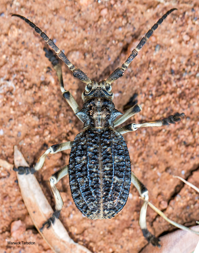Phantasis carinata