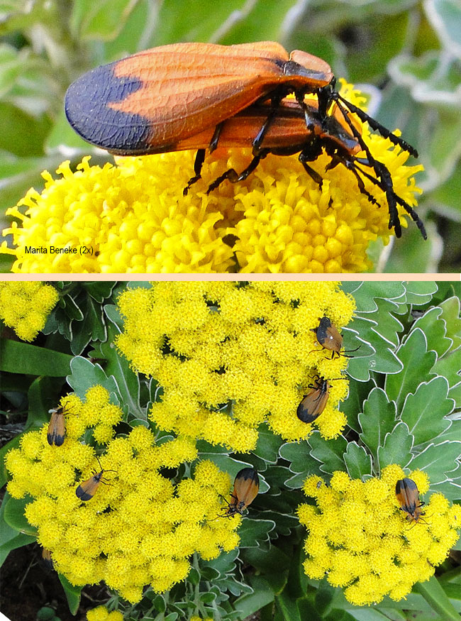 Lycis trabeatus