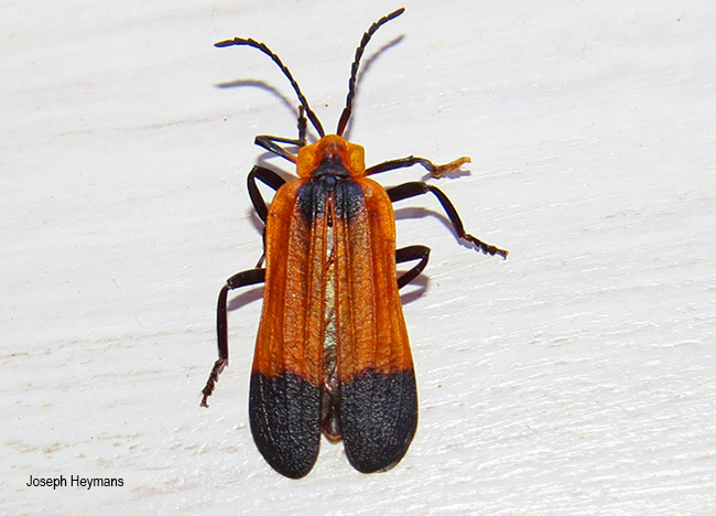 Lycis trabeatus