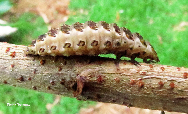 Lycidae species larva