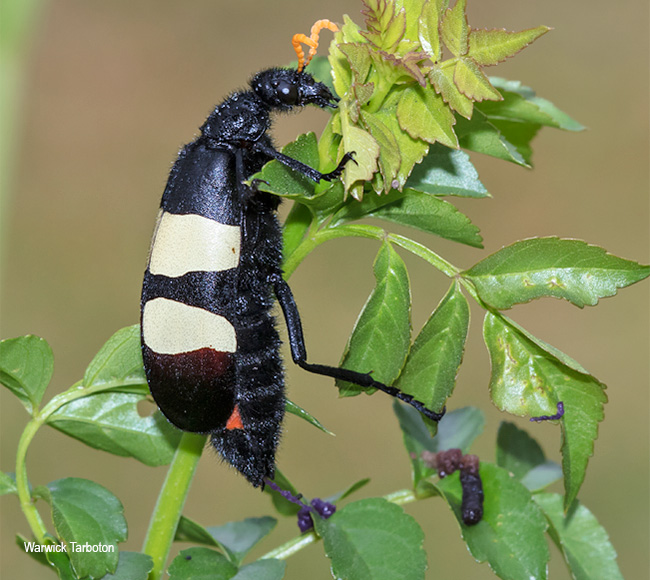 Hycleus oculata