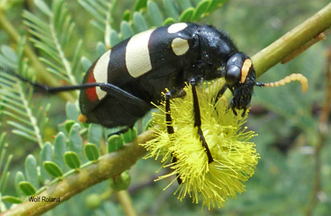 Hycleus oculatus