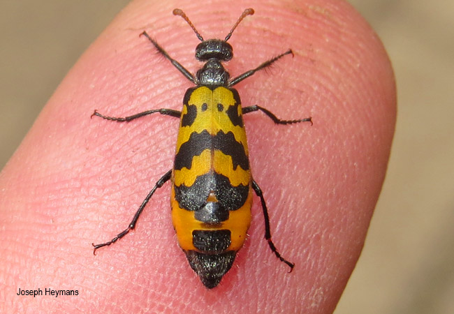 Hycleus species