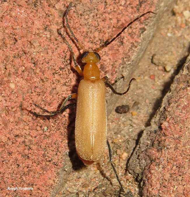 Zonitoschema species
