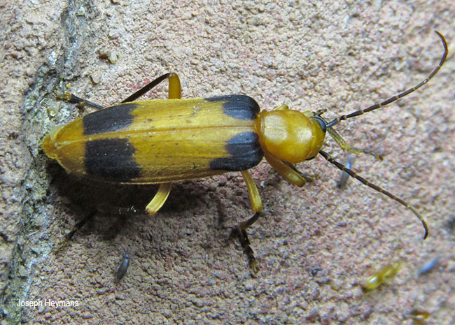 Ditylomorphus species