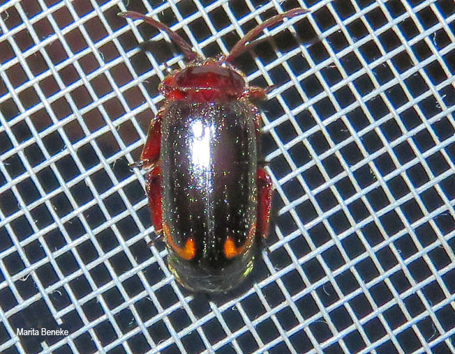 Cerapterus species