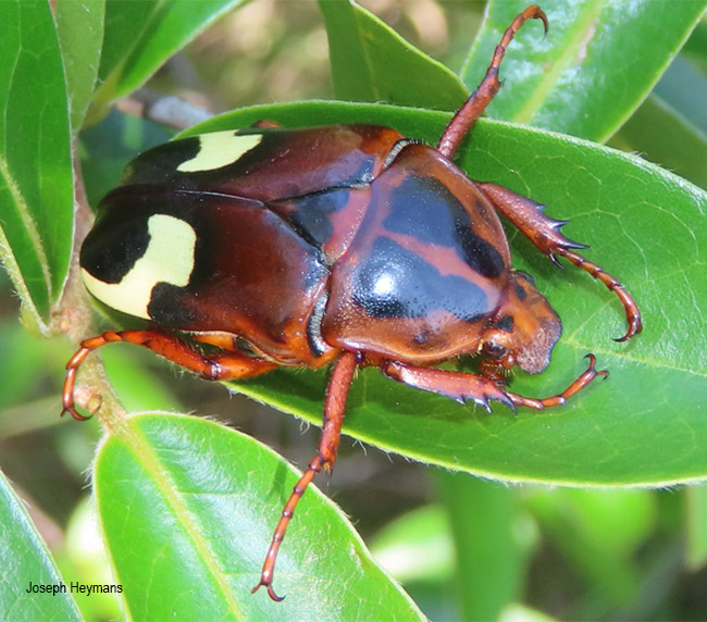 Anisorrhina flavomaculata