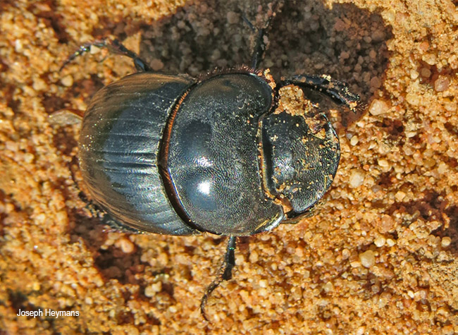 Catharsius calaharicus female