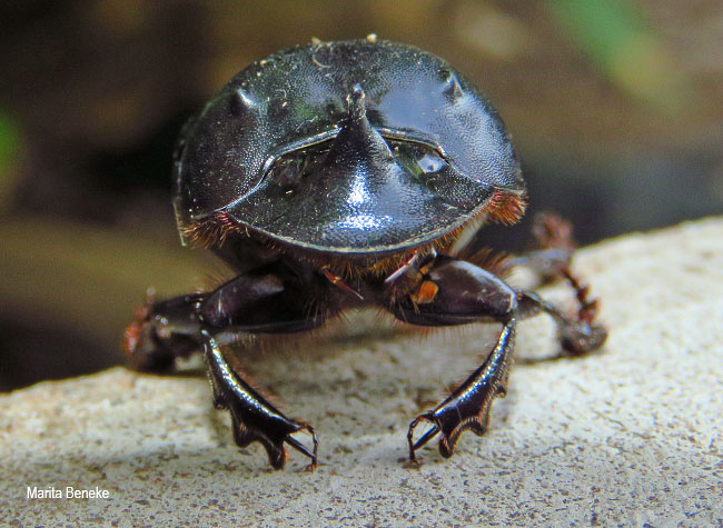 Catharsius sesostris